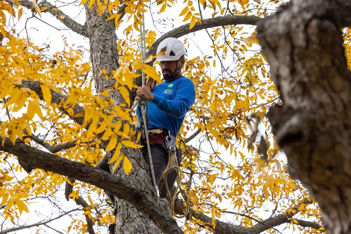 Skilled Storm Damage Cleanup crew working in Bloomington